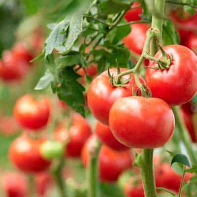 All tomatoes are a good source of vitamin C and red tomatoes are rich in the antioxidant Lycopene
