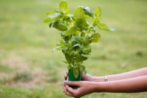 ways to use basil in cooking 1