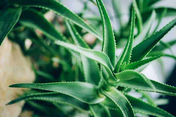 aloe vera plant wellbeing wellness