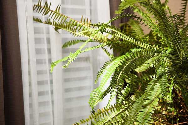 boston fern plant wellbeing wellness