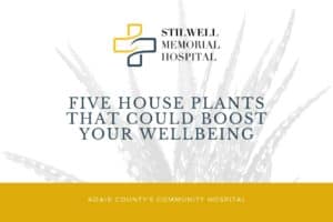 house plants boost wellbeing stilwell memorial