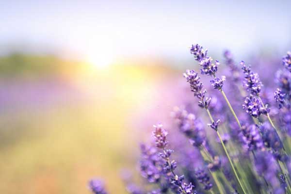 lavender plant wellbeing wellness