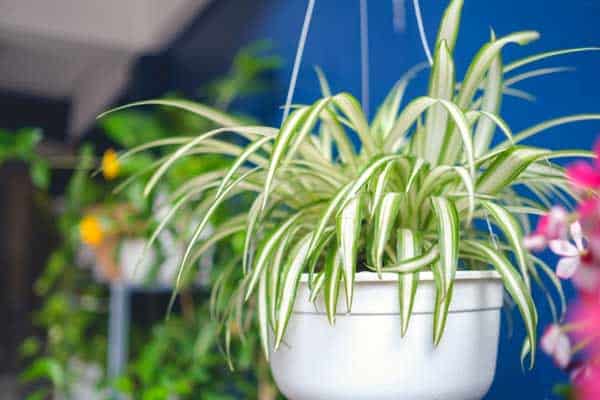 spider plant wellbeing wellness