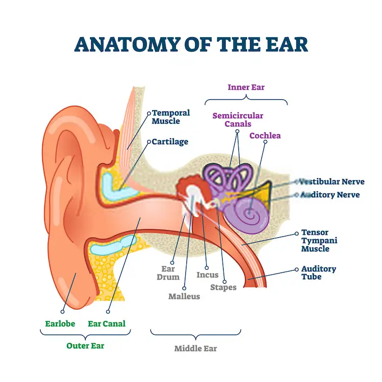 outer middle inner ear infection oklahoma