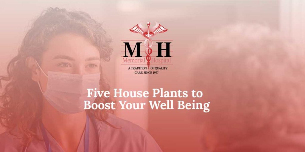 Five-House-Plants-to-Boost-Your-Well-Being